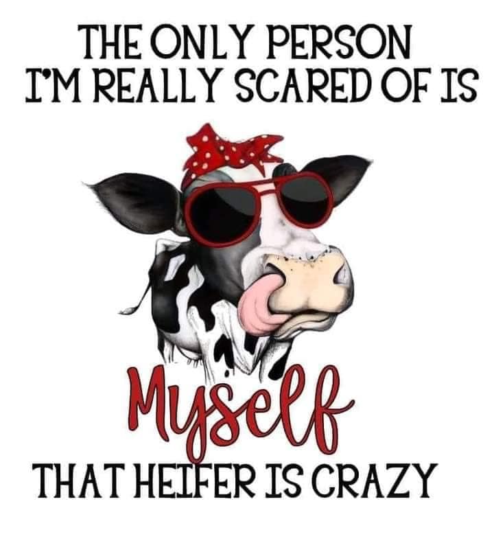 DTF/Transfers Cows